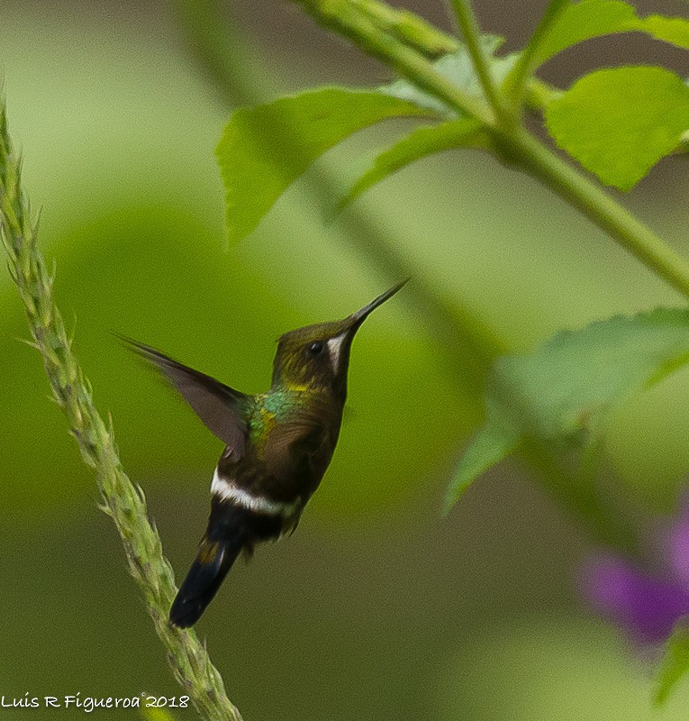 Wire-crested Thorntail - Luis R Figueroa