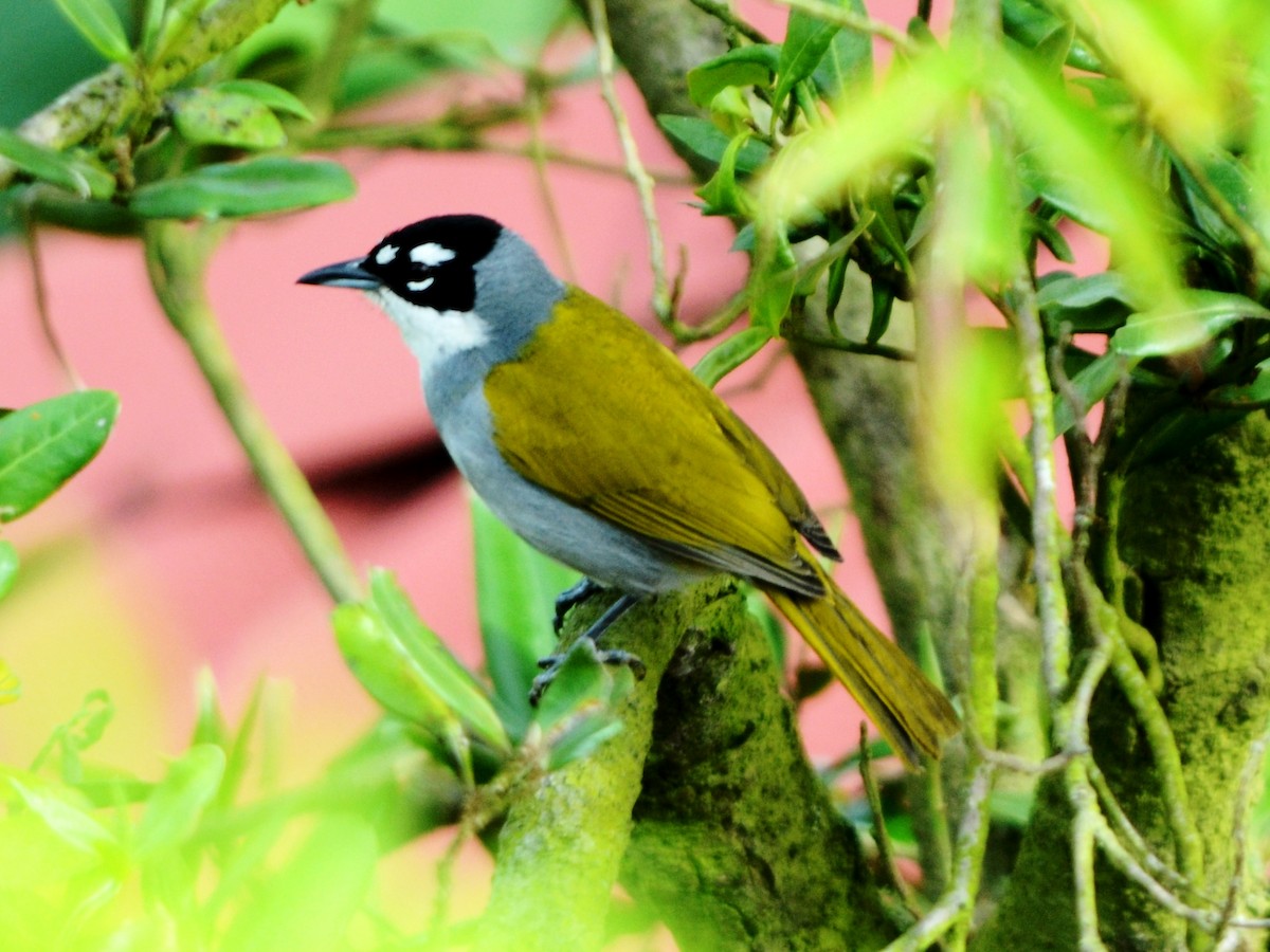 Black-crowned Palm-Tanager - Gerhard Tauscher