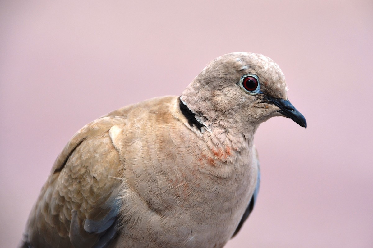 Eurasian Collared-Dove - Gerhard Tauscher