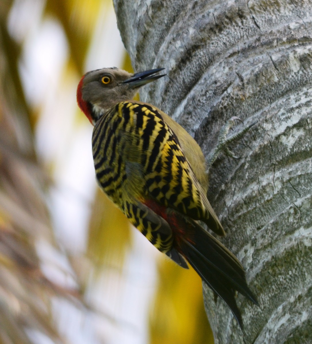 Hispaniolan Woodpecker - Gerhard Tauscher