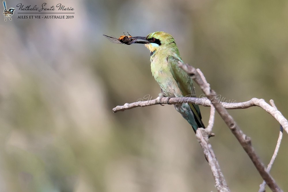 Rainbow Bee-eater - Nathalie SANTA MARIA