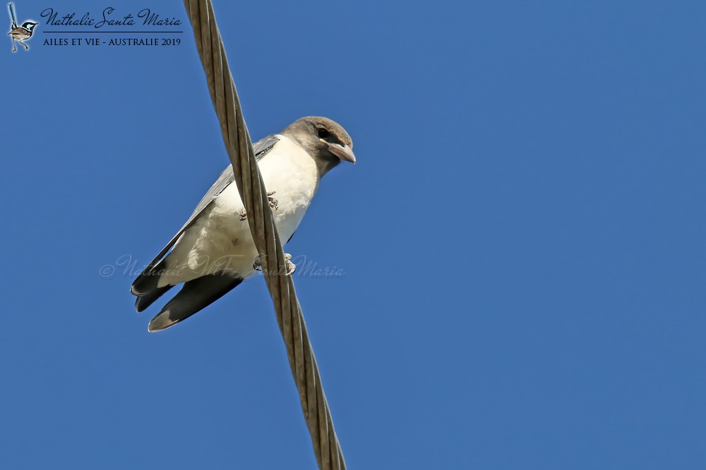 White-breasted Woodswallow - Nathalie SANTA MARIA