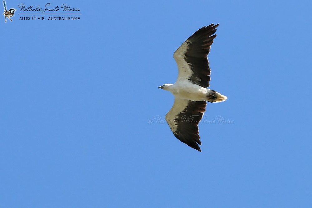 White-bellied Sea-Eagle - Nathalie SANTA MARIA