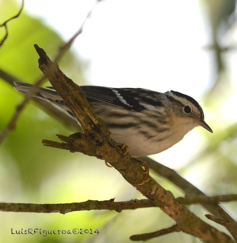 Black-and-white Warbler - Luis R Figueroa