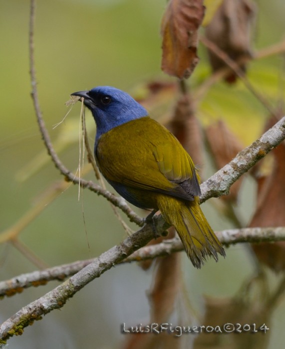 Blue-capped Tanager - ML204947401