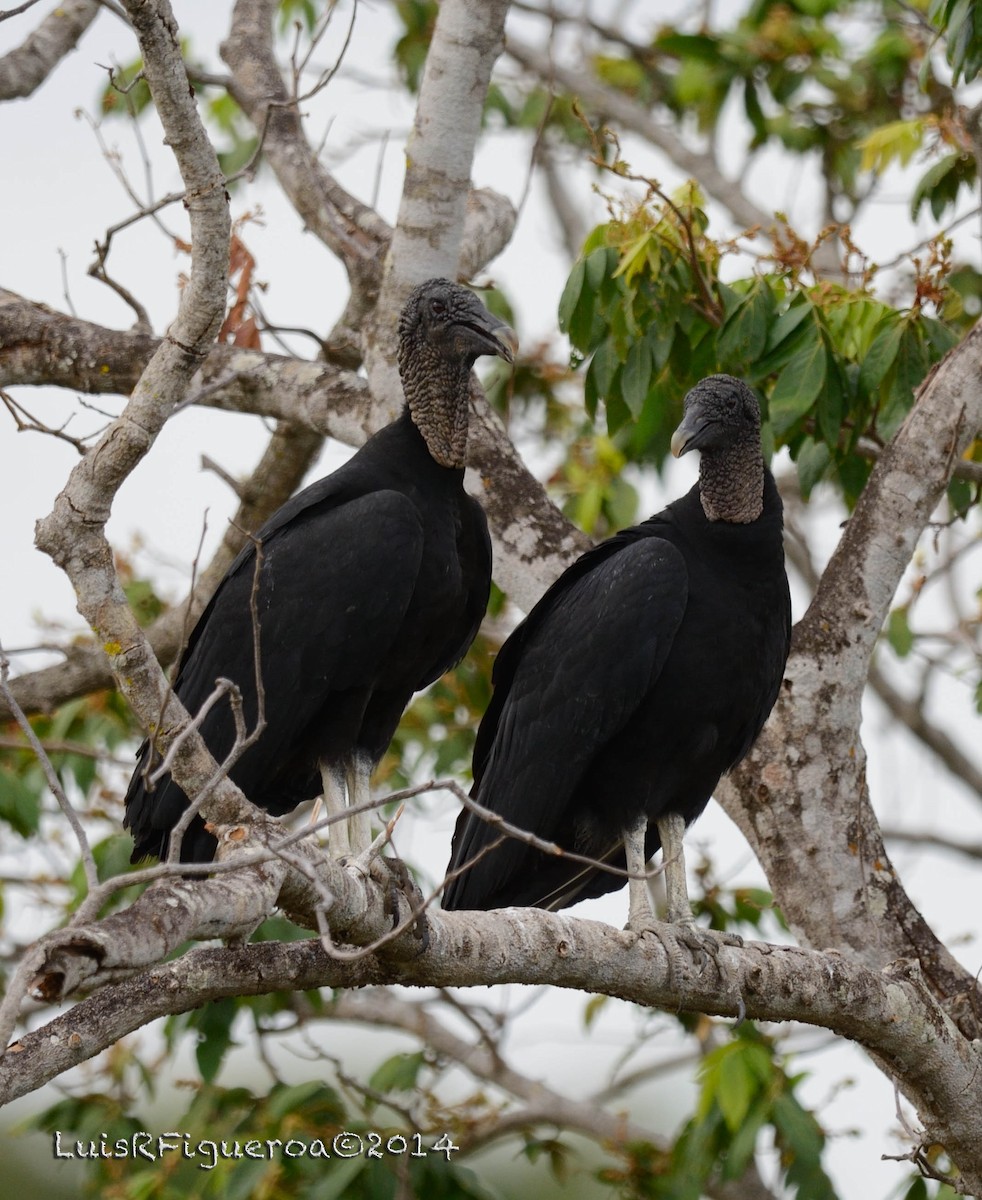 Black Vulture - Luis R Figueroa