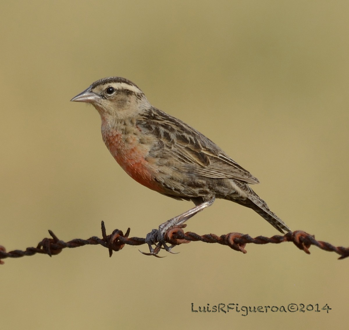 Red-breasted Meadowlark - Luis R Figueroa