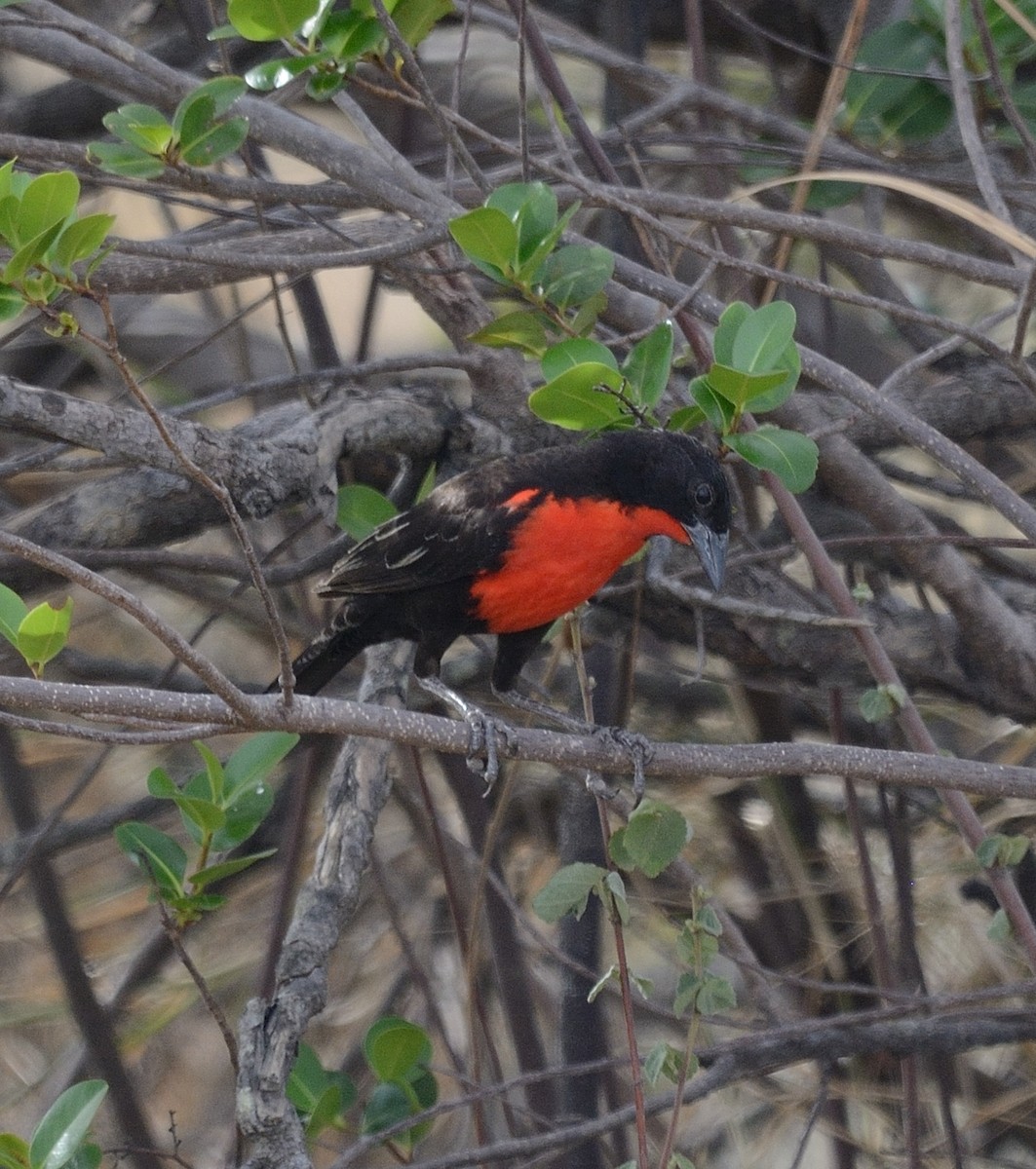 Red-breasted Meadowlark - ML204947671