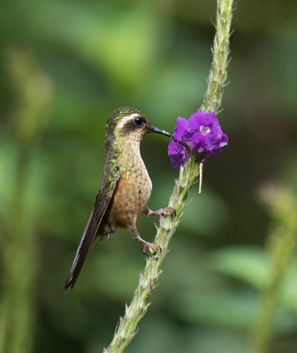 Speckled Hummingbird (melanogenys Group) - ML204947941