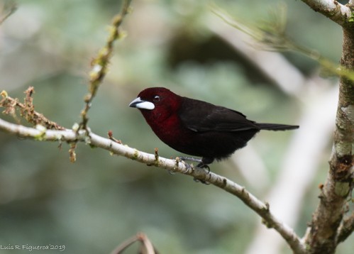 Silver-beaked Tanager - Luis R Figueroa