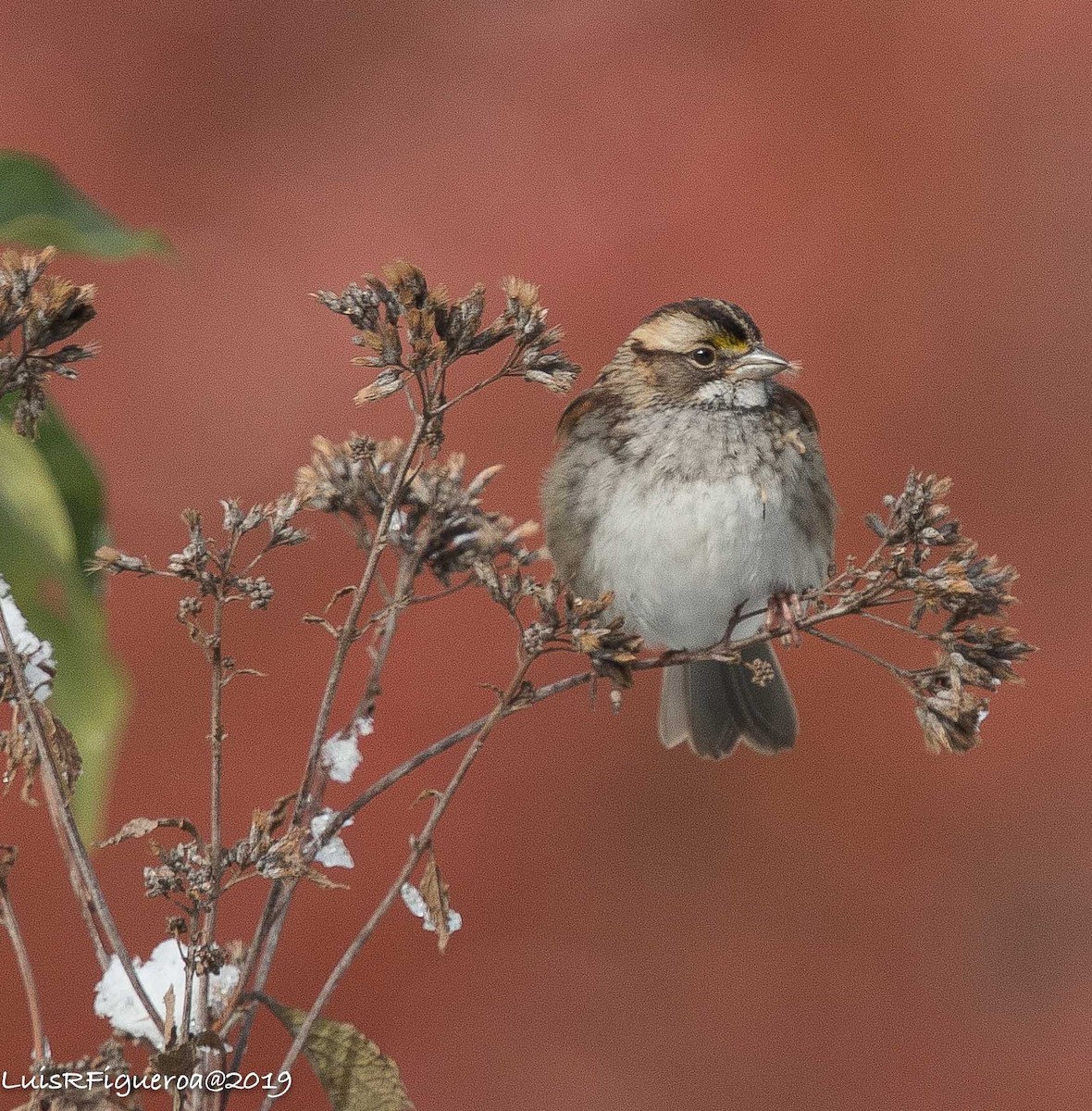 White-throated Sparrow - Luis R Figueroa