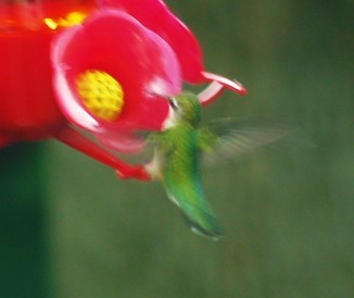 Ruby-throated Hummingbird - Ingrid De Alwis