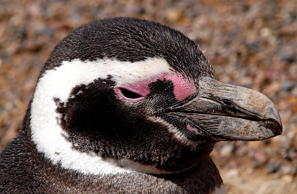 Magellanic Penguin - Jesus Barreda