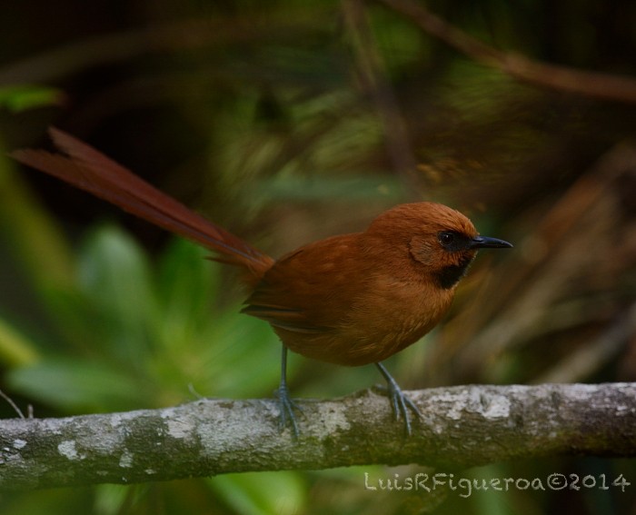 Black-throated Spinetail - ML204949491