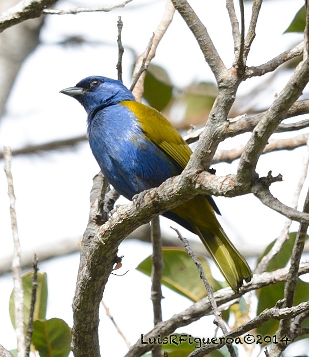 Blue-capped Tanager - Luis R Figueroa