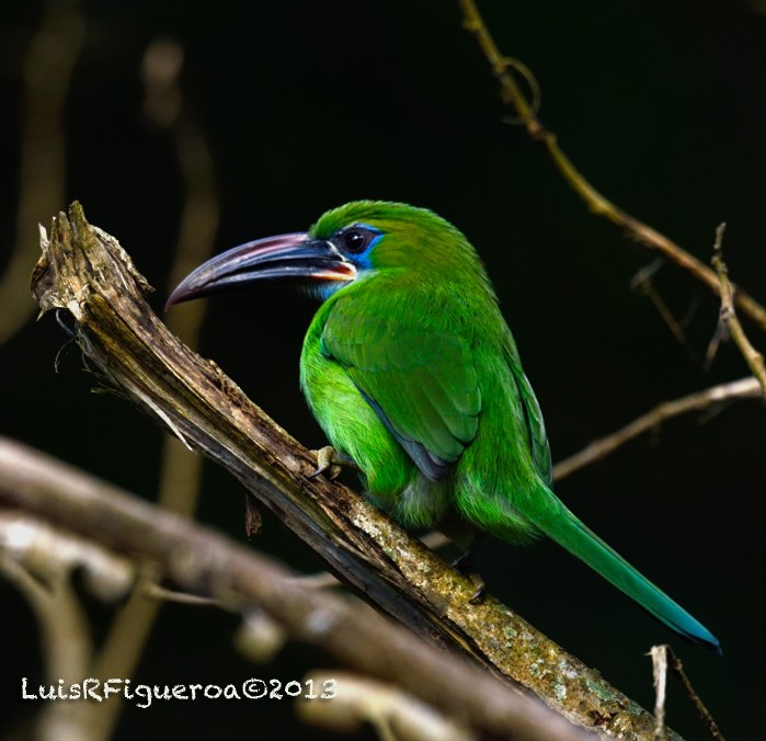 Groove-billed Toucanet (Groove-billed) - ML204949601