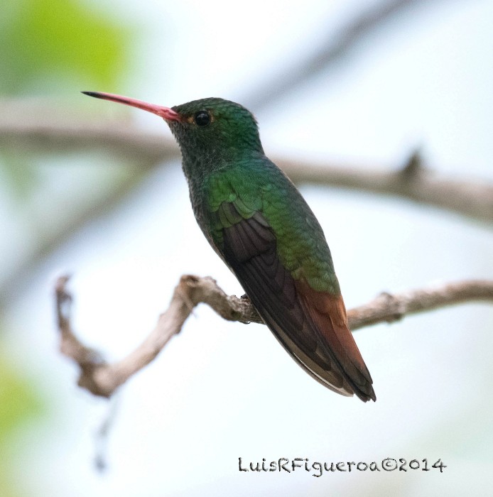 Rufous-tailed Hummingbird (Rufous-tailed) - Luis R Figueroa