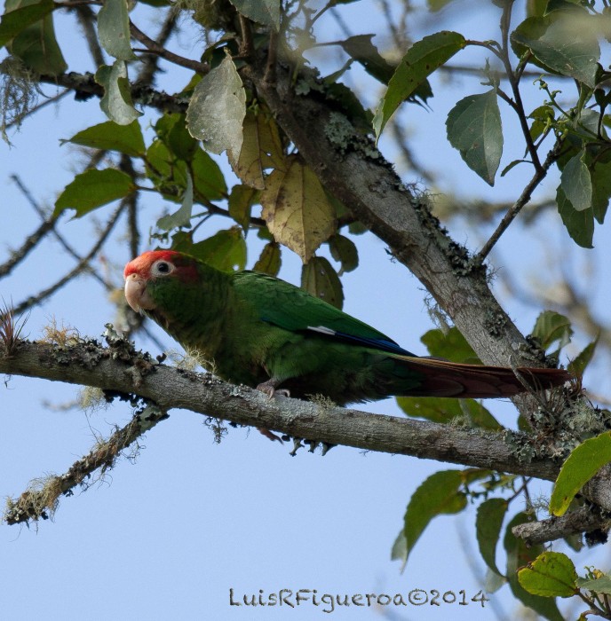Rose-headed Parakeet - Luis R Figueroa