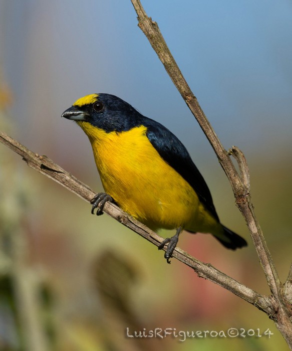 Thick-billed Euphonia - Luis R Figueroa
