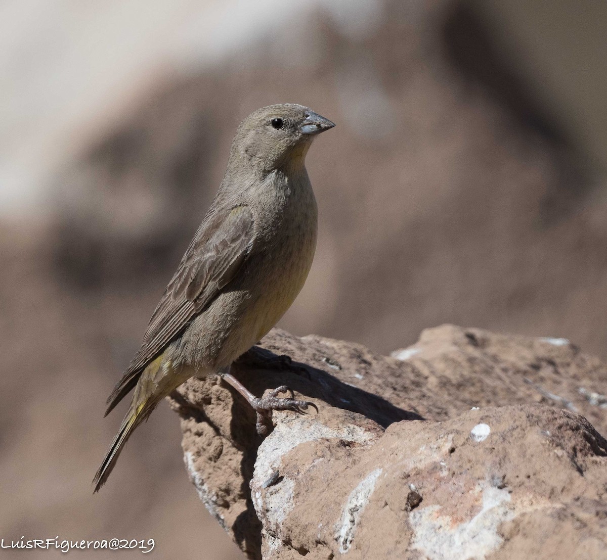Greater Yellow-Finch - ML204949981