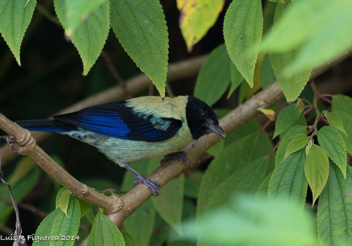 Black-headed Tanager - ML204950051