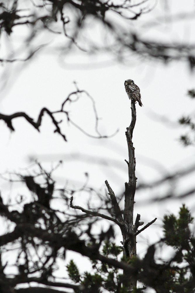 Northern Hawk Owl (Eurasian) - ML204950341