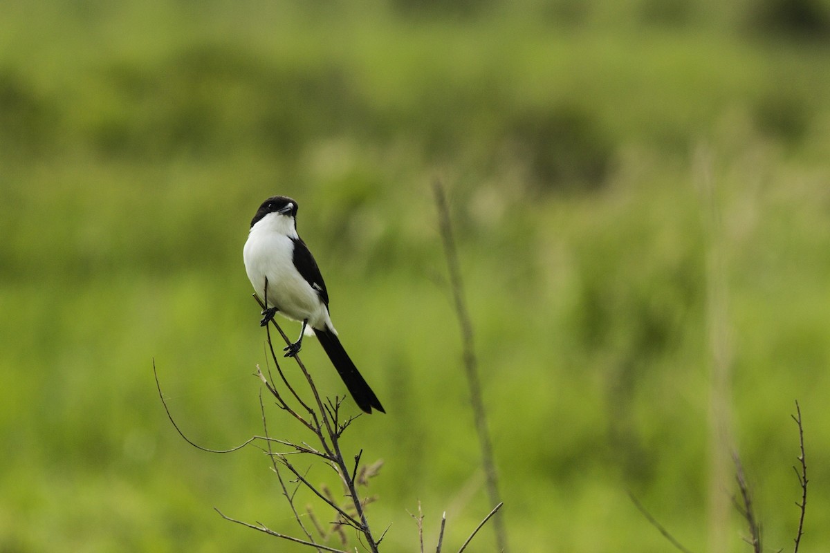 Long-tailed Fiscal - ML204950381