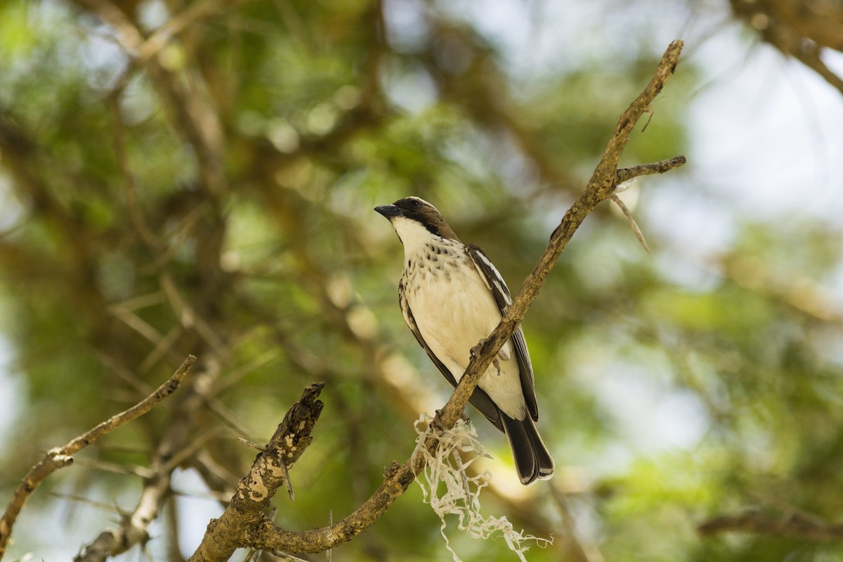 White-browed Sparrow-Weaver (Spot-chested) - Jonas Gaigr