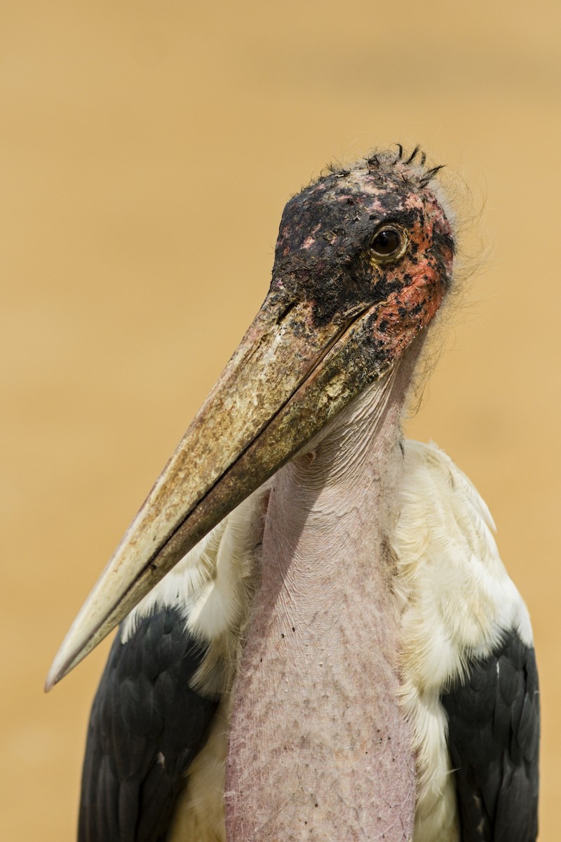 Marabou Stork - Jonas Gaigr