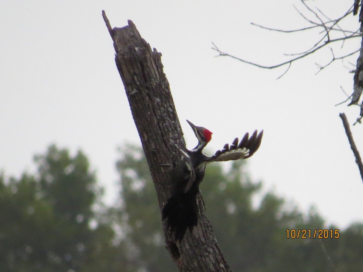 Pileated Woodpecker - JOHN KIRK