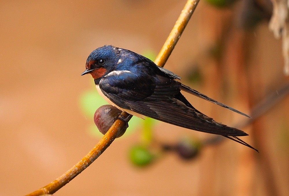 Barn Swallow (White-bellied) - Jesus Barreda