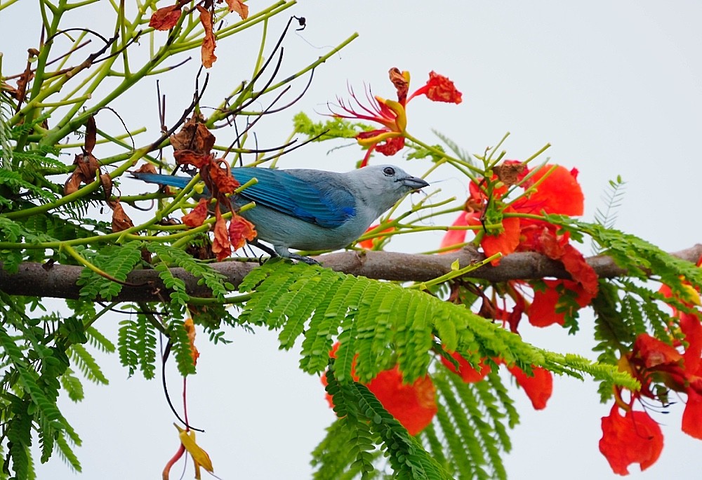 Blue-gray Tanager (Blue-gray) - ML204951881