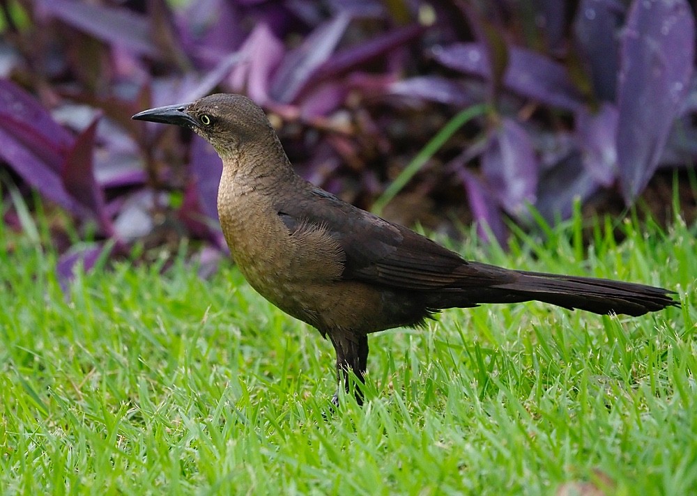 Great-tailed Grackle (Great-tailed) - Jesus Barreda