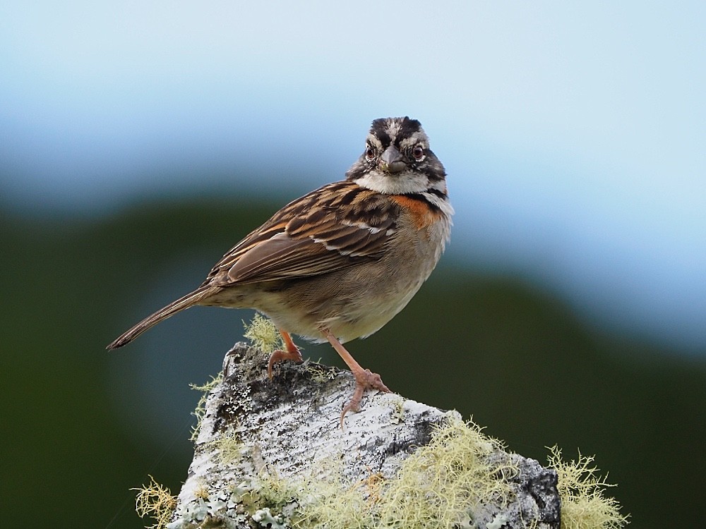 Rufous-collared Sparrow (Rufous-collared) - Jesus Barreda