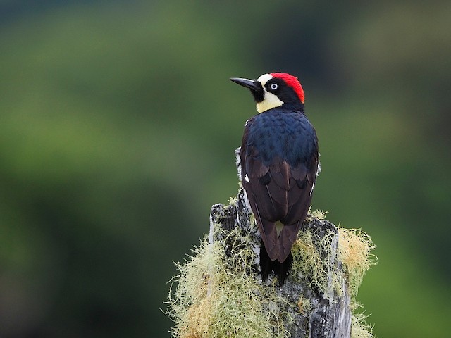 ドングリキツツキ Formicivorus グループ Ebird