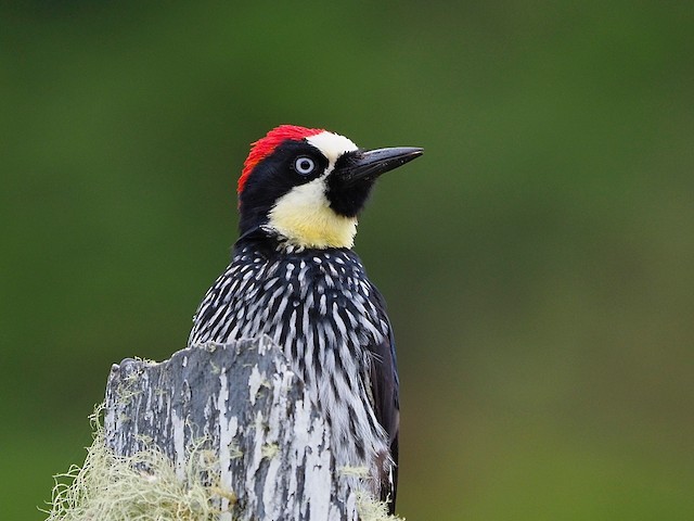 ドングリキツツキ Formicivorus グループ Ebird