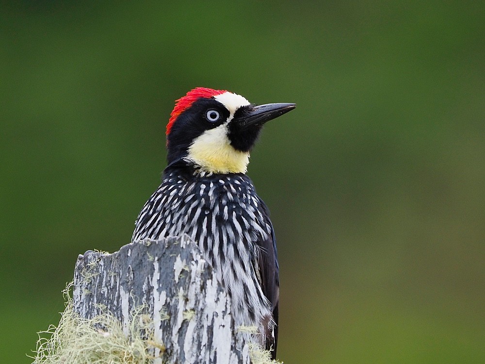Acorn Woodpecker (Acorn) - Jesus Barreda