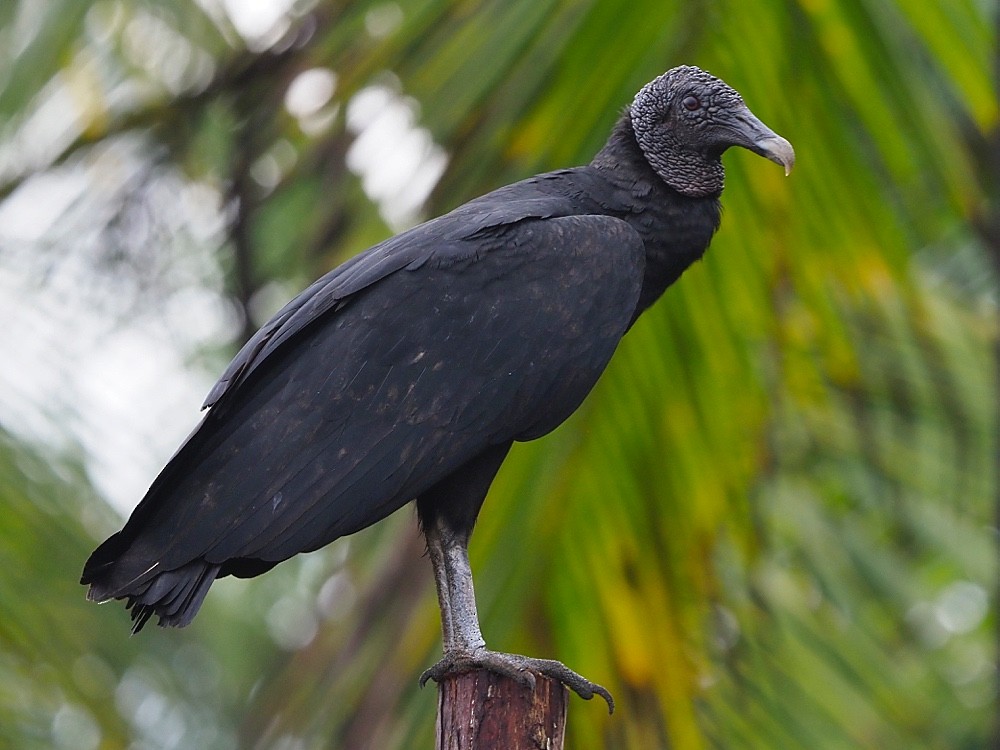 Black Vulture - Jesus Barreda