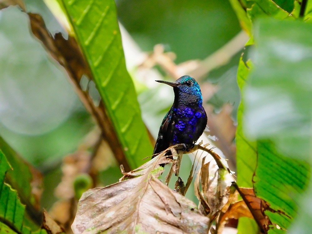 Violet-bellied Hummingbird - Jesus Barreda
