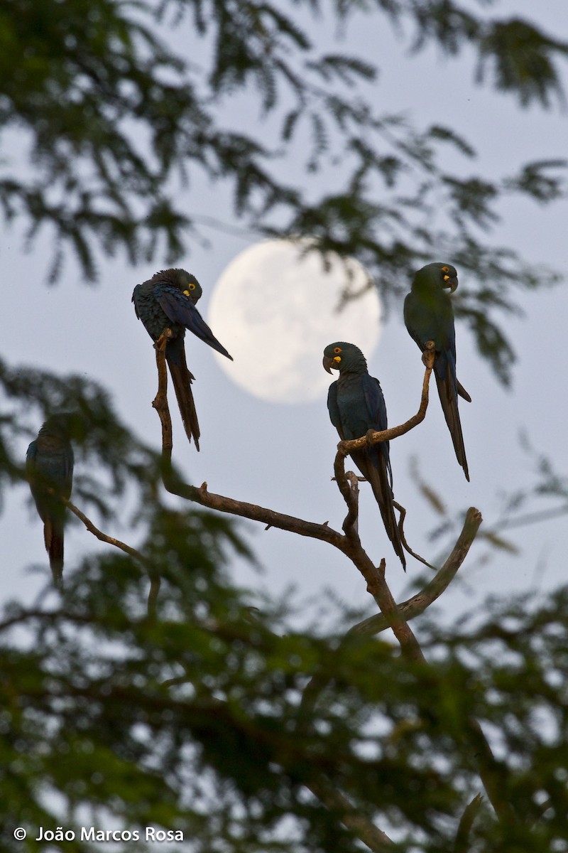 Indigo Macaw - João Marcos Rosa