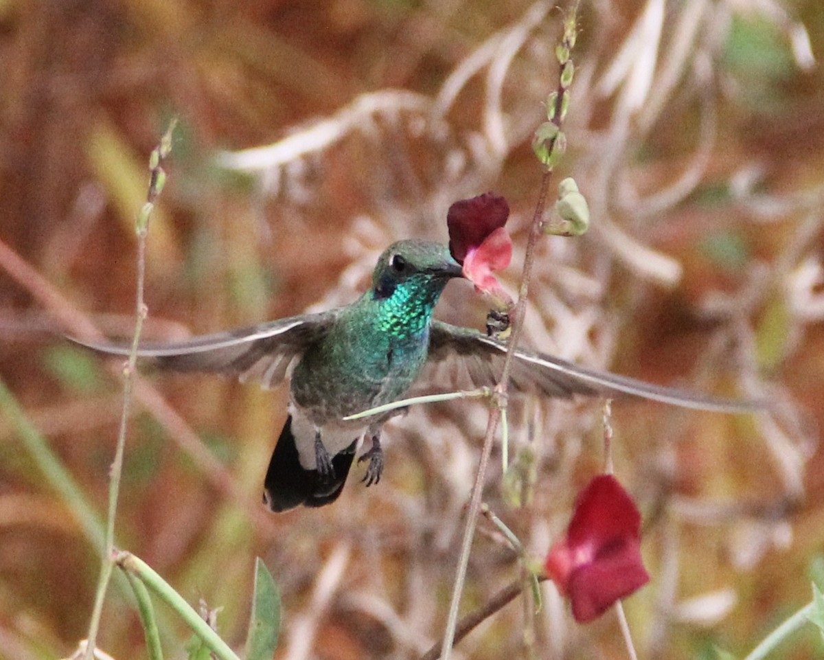 White-vented Violetear - Marcos Wei