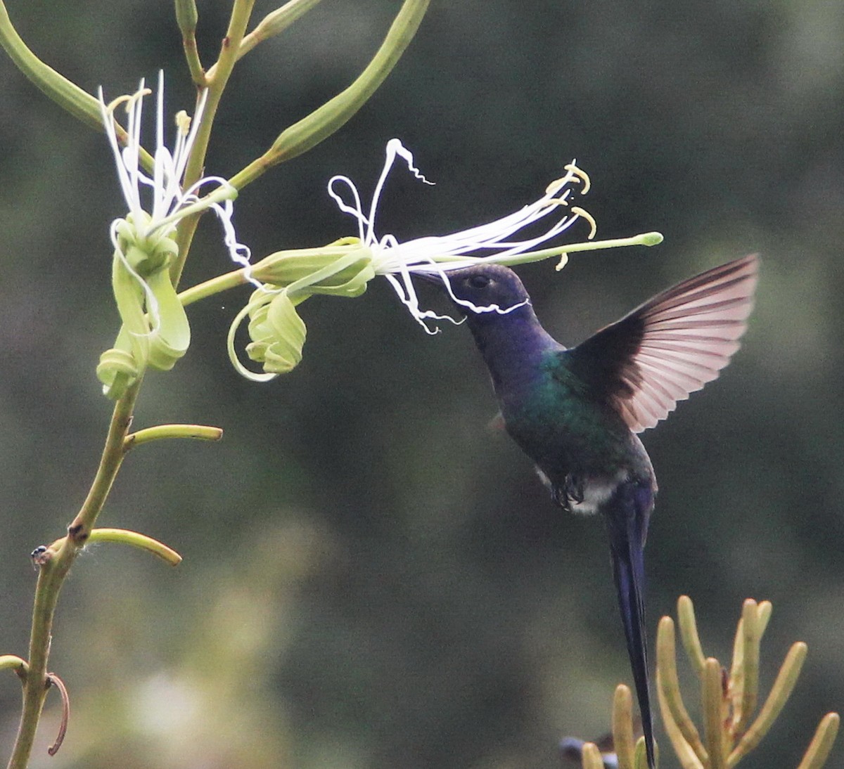 Swallow-tailed Hummingbird - Marcos Wei