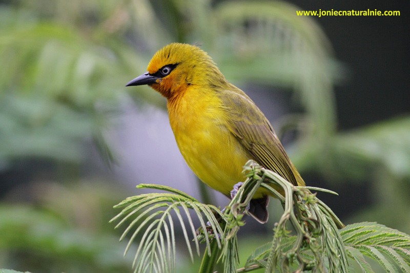 Spectacled Weaver (Yellow-throated) - ML204952501