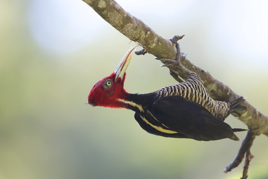 Pale-billed Woodpecker - Piotr Jonczyk