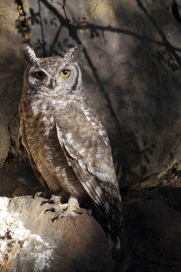 Spotted Eagle-Owl - ML204952821