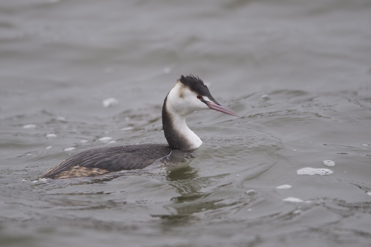 Great Crested Grebe - ML204952871