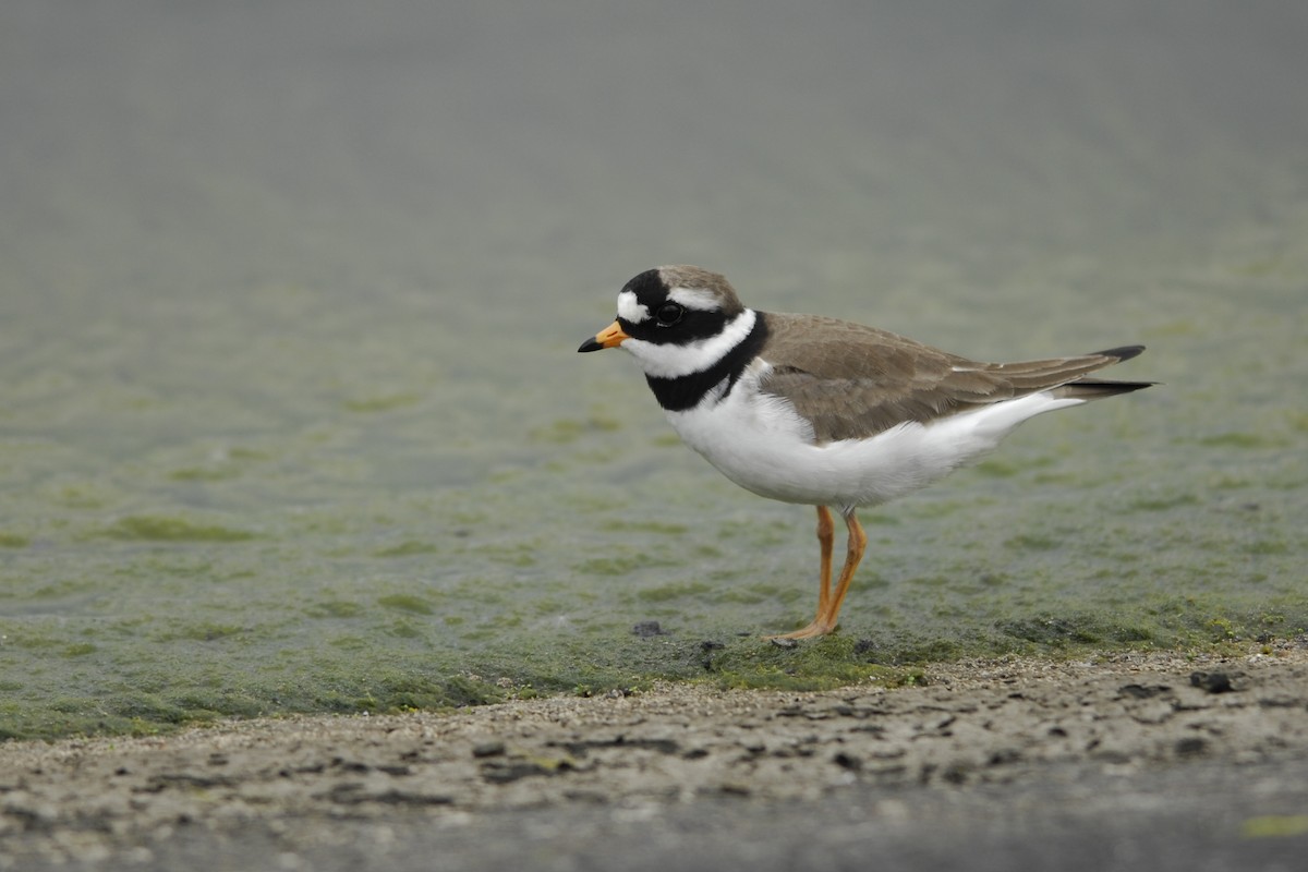 Common Ringed Plover - Marc FASOL