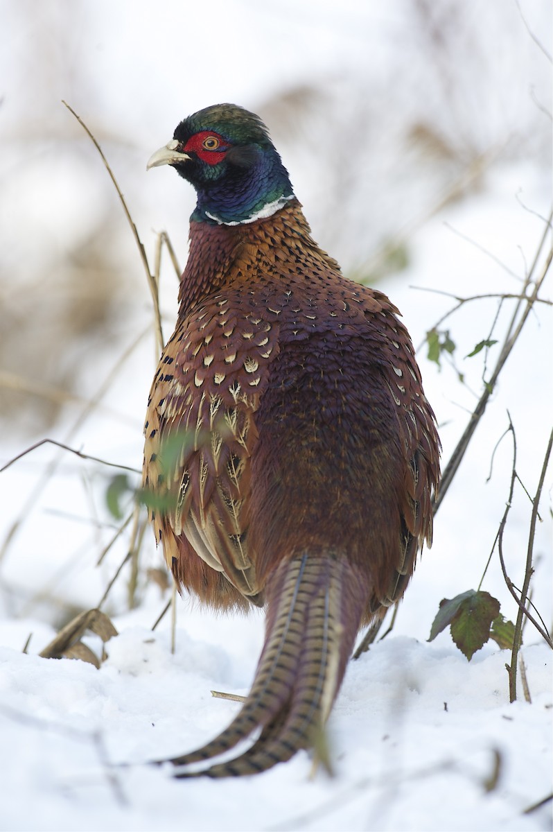 Ring-necked Pheasant - Marc FASOL