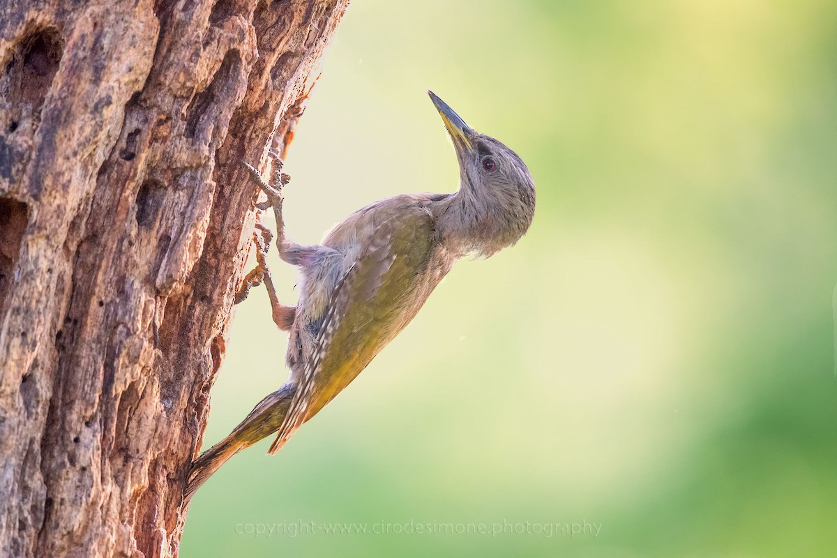 Gray-headed Woodpecker (Gray-headed) - Ciro De Simone