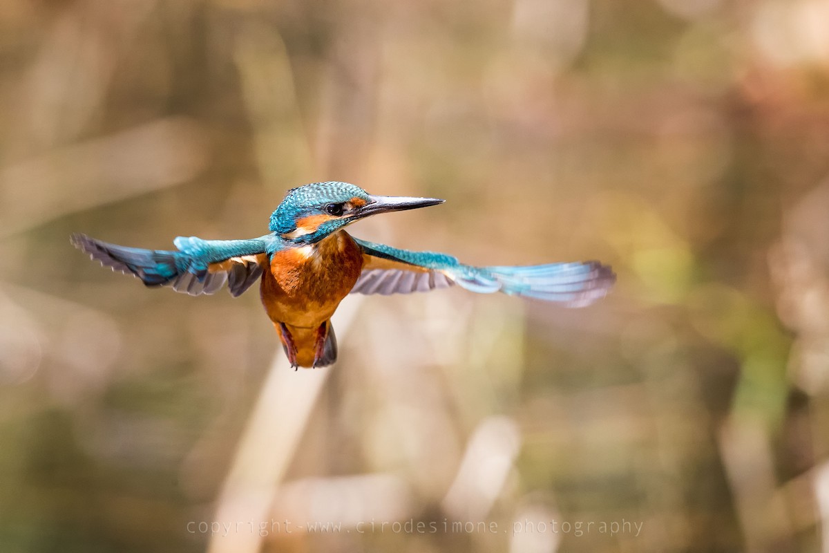Common Kingfisher (Common) - Ciro De Simone